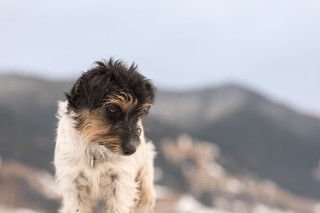 Small Jack Russell Terrier dog 3 years old is standing on a snowy hill in front of moutains in Oberammergau Germanyの写真素材
