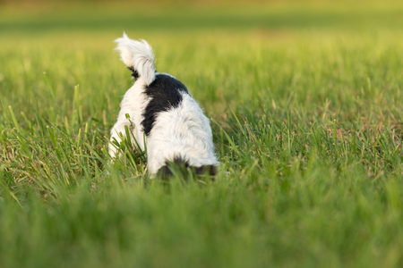 Little hunter dog digs in the meadow for mice and is very busy. Small Jack Russell Terrier 4 years old.の写真素材