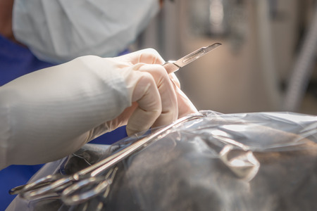 Vet with scalpel just before the operation.Close-up of a woman with surgical mask holding knife in the hand and with glovesの写真素材