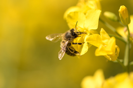 Honey Bee collecting pollen on yellow rape flowers against yellow backgroundの写真素材