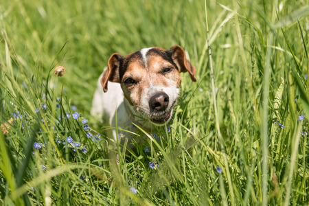 little Jack Russell Terrier dog is eating grass in a meadow. Dog in a spring meadowの写真素材