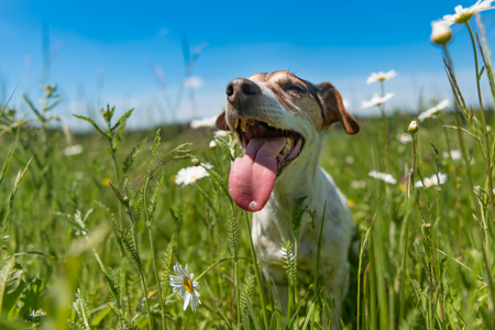 little dog sits in a blooming meadow in spring. Jack Russell Terrier 11 years oldの写真素材