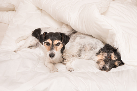 A group of funny dogs are lying and sleeping in a bed. Two small Jack Russell Terrier dog.