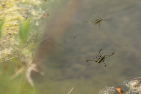 Common pond skater on the water surface (Gerris lacustris). It is held by the force of the water...