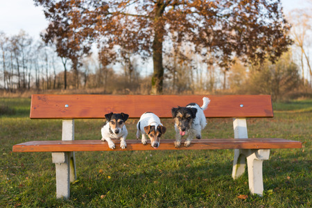 Three cute dogs jumping from a park bench . A small pack of Jack Russell Terrierの写真素材