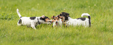 Many cute dogs run and play with a ball in a meadow - a cute pack of Jack Russell Terriersの写真素材