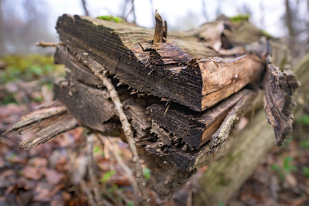 Natural habitat for insects in the forest. Rotten wood as protection to preserve biodiversityの写真素材