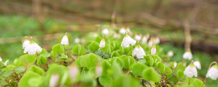 Blooming white wood sorrel on a glade in the forest. Latin name Oxalis acetosellaの写真素材