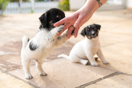 Sweet tricolor Jack Russell Terrier puppies playing with her owner. 7,5  weeks old young doggiesの写真素材