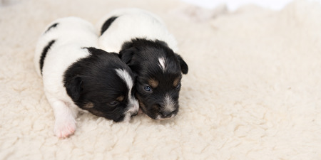 Little cute Jack Russell puppy dogs 14 days old lie side by side on a blanket in front of white...