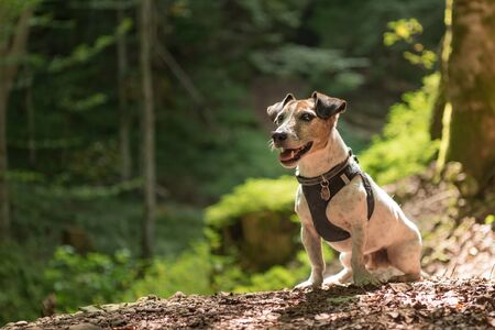 Small cute old funny Jack Russell Terrier dog is sitting obediently in a sunny forest