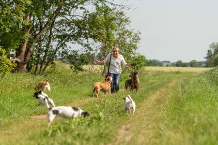 Dog sitter walks  with many dogs on a leash. Dog walker with different dog breeds in the beautiful natureの写真素材