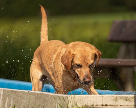 Adorable young Golden Retriever dog is playing in the water and has joyの写真素材