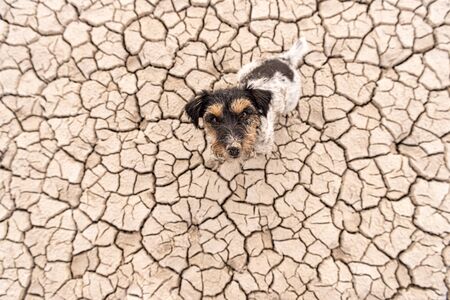 Small  cute dog are sitting in a dry sandy desert and looking up - dirty Jack Russell Terriersの写真素材