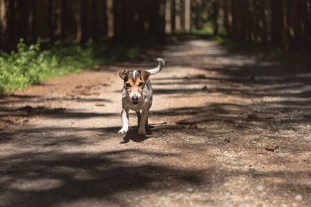 Little obedient hunting dog is running in the forest on a pathの写真素材