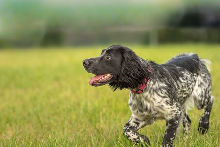 Young proud english springer spaniel hunting dog on a meadowの写真素材