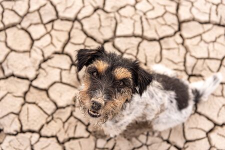 Small  cute dog are sitting in a dry sandy desert and looking up - dirty Jack Russell Terriers