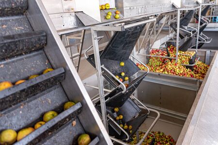 Many Ripe fall apples in a container, ready to squeeze apple juiceの写真素材