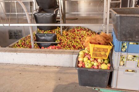 Ripe fall apples in a container, ready to squeeze apple juiceの写真素材