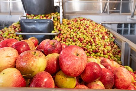 Ripe fall apples in a container, ready to squeeze apple juiceの写真素材