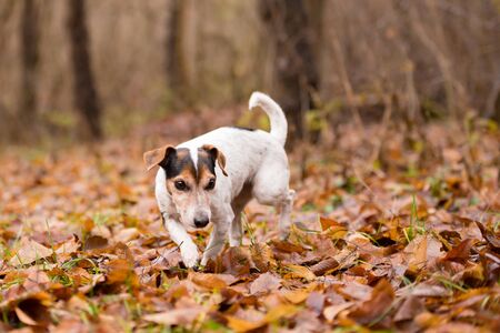 Dog is running in late autumn through the bare forest. The trees are without leaves and wet. cute Jack Russell Terrierの写真素材