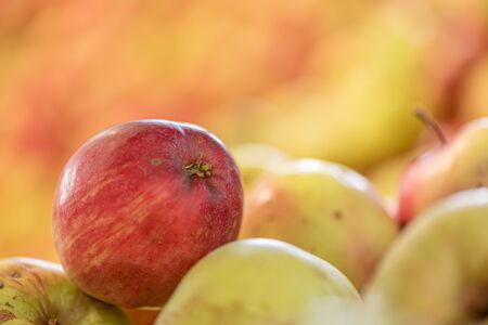 Ripe fall apples against glowing blurred background in season autumnの写真素材