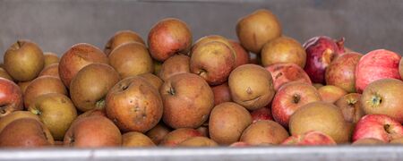 Many Ripe fall apples in a container in autumnの写真素材