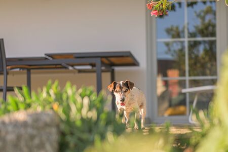 Old little Jack Russell Terrier dog is at home on the terrace. Doggy is 13 years oldの写真素材