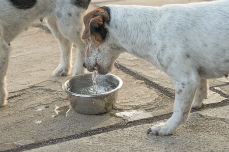 Two dogs are drinking water from a bowl in a hot summer - Jack Russell Terrier Doggy 10 and 12  years oldの写真素材