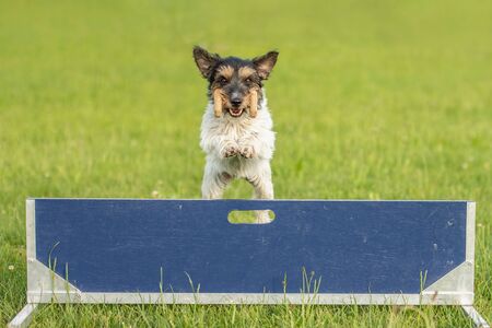 Small Jack Russell Terrier dog is jumping fast over a hurdle. Dog is holding a dumbbells in the catchの写真素材