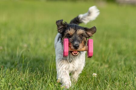 Small Jack Russell Terrier dog is holding a dumbbells in the catch outdoor. Doggz is runnig across a green meadowの写真素材