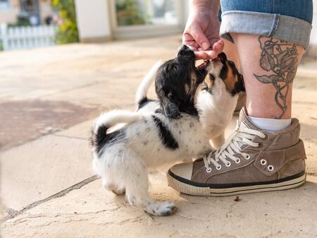 Sweet tricolor Jack Russell Terrier puppies playing with her owner. 7,5  weeks old young doggiesの写真素材