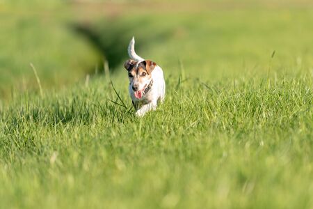 small old dog runs and flies over a green meadow in spring - Jack Russell Terrier Hound 11 years oldの写真素材