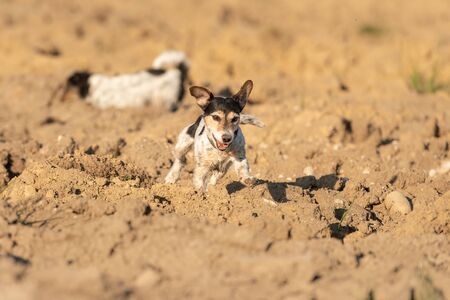 Three-color purebred Jack Russell Terrier dog runs over a field and has a lot of fun doing it.の写真素材