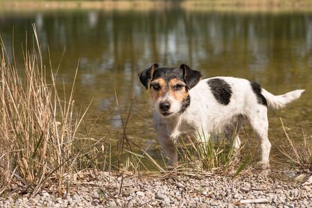 little Jack Russell Terrier stands on the lake shore in the water and looks attentively.の写真素材