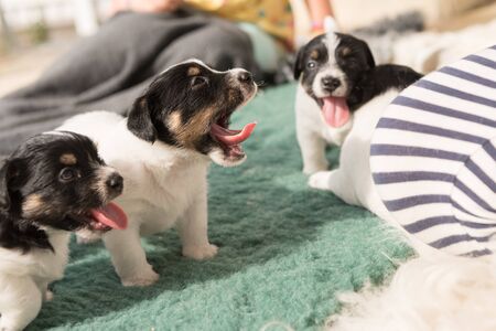 Jack Russell Terrier dogs 4 weeks old. Small dog babies whine and howl. Jack Russell Terrier dogs 4 weeks old.の写真素材