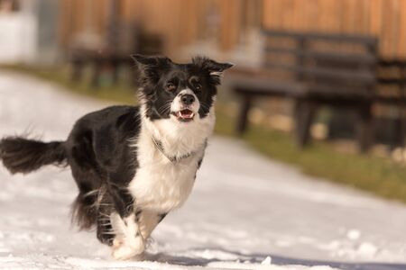 Young Cute Border collie dog in snowy winter. Dog running and having fun in the snowの写真素材