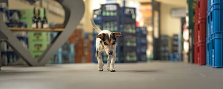 small dog in shopping market - cute little Jack Russell terrier, 13 years old is running through the mallの写真素材