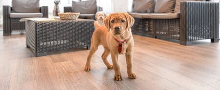 Labrador puppy in the waiting room of a modern veterinary practiceの写真素材