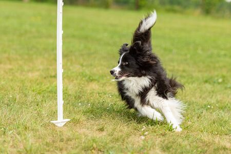 Fast cute border collie dog runs around a barの写真素材
