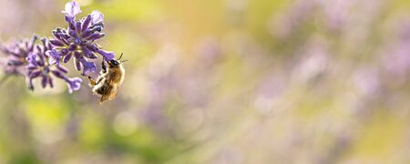 honeybee  is collecting honig from a lavender flower in front of blurred backgroundの写真素材