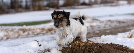 Cute Jack Russell Terrier dog is running over a snowy forest in winter.の写真素材
