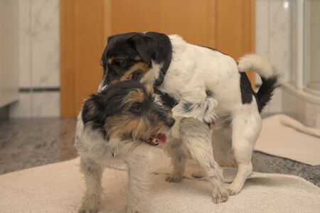 Two Jack Russell Terrier dogs making love.