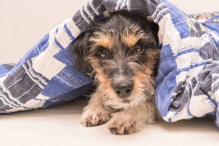 Funny small Jack Russell Terrier dog  is lying and sleeping in a bedの写真素材
