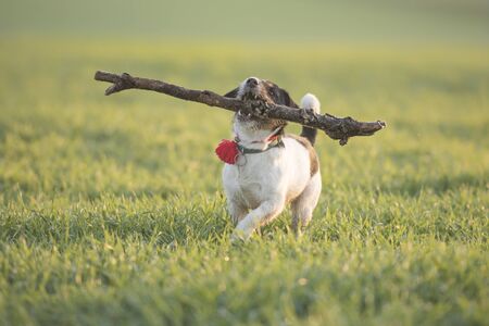 Little happy size madness Jack Russell Terrier dog carries a large branch on a green meadowの写真素材