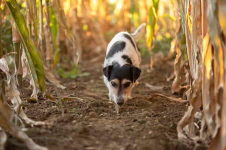 Jack Russell Terrier Dog has escaped and is following a lead in the maize field in autumn.の写真素材