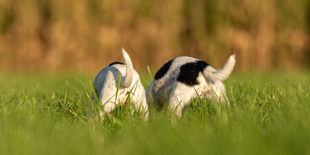Two  cute Jack Russell Terrier dogs from behind. Sniffing and butt's up in autum in a meadowの写真素材