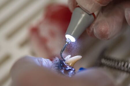 Dentist cleans the teeth of a dog with ultrasound device. Clean white teeth in the animalの写真素材