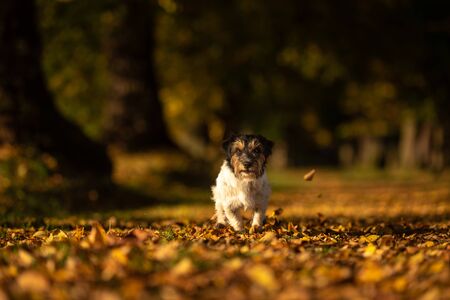 Purebred Jack Russell Terrier. Little cute dog is running in the woods on a path in the autumn leaves の写真素材