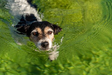 Dog 10 years old. Small cute Jack Russell Terrier swims in clear water. の写真素材